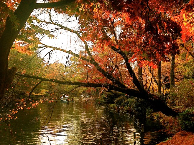 Inokashira Park - Swan boat