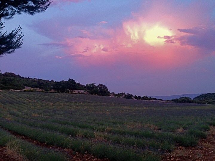 Lavender fields at sunset